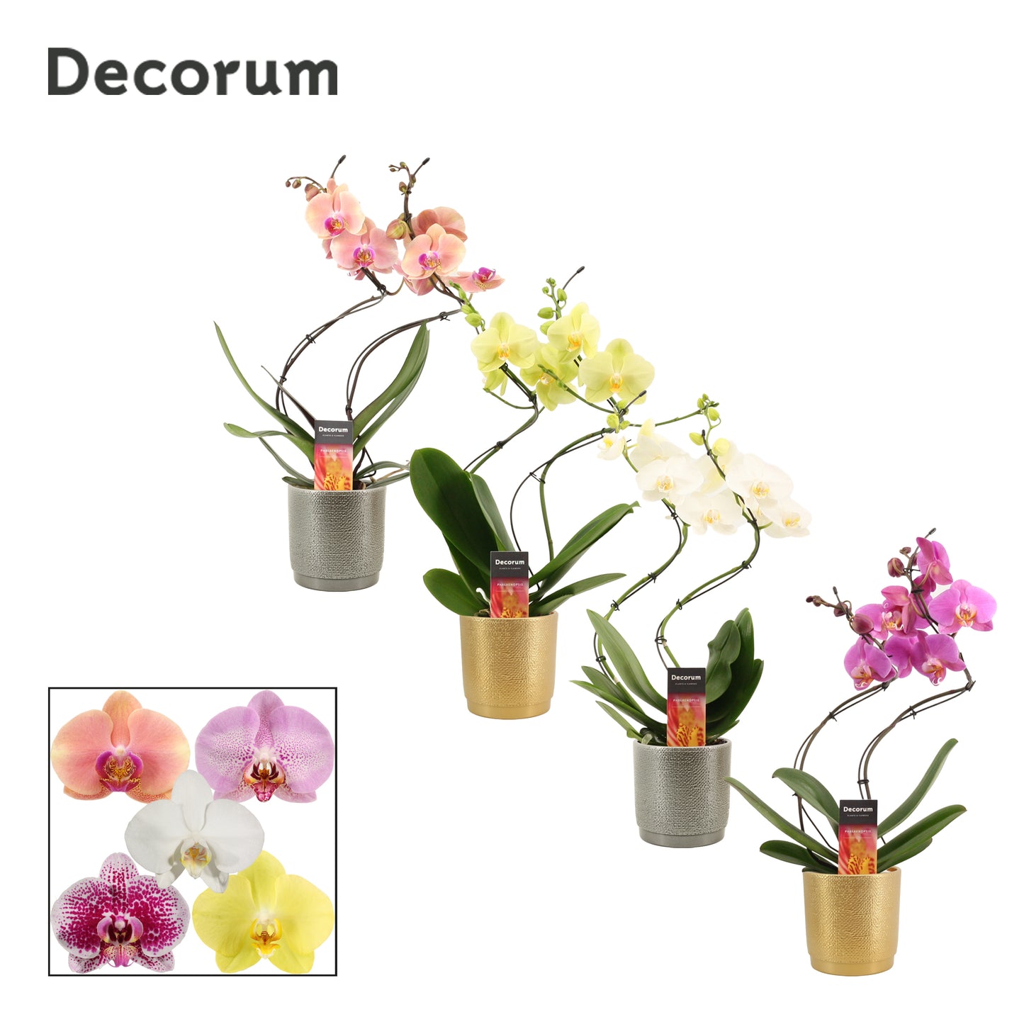 Phalaenopsis mix 50cm 12cm Pot