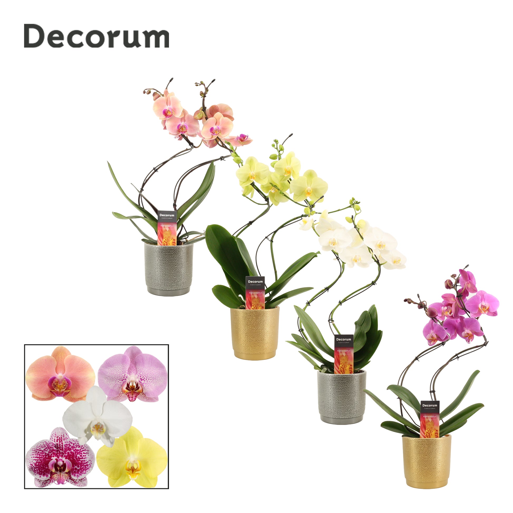 Phalaenopsis mix 50cm 12cm Pot