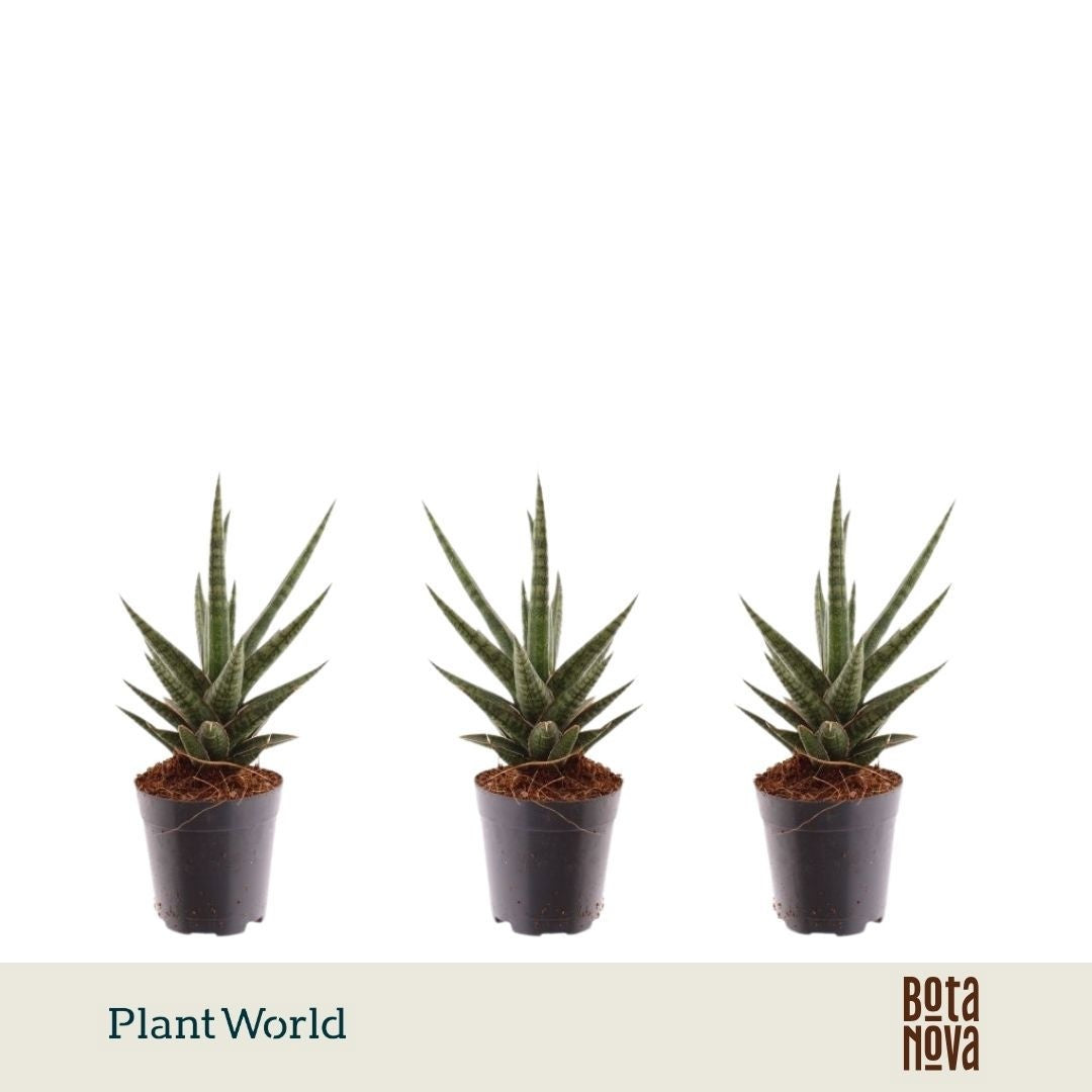 Sansevieria trifasciata 10cm 5.5cm Pot