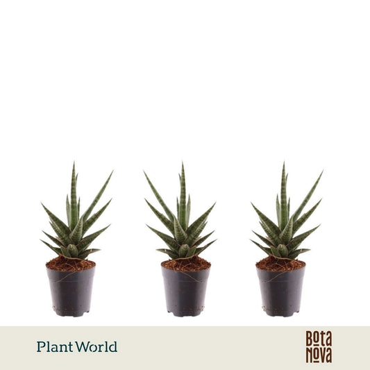 Sansevieria trifasciata 10cm 5.5cm Pot