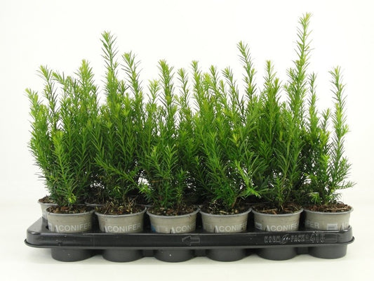 Taxus media Groenland 20cm 9cm Pot