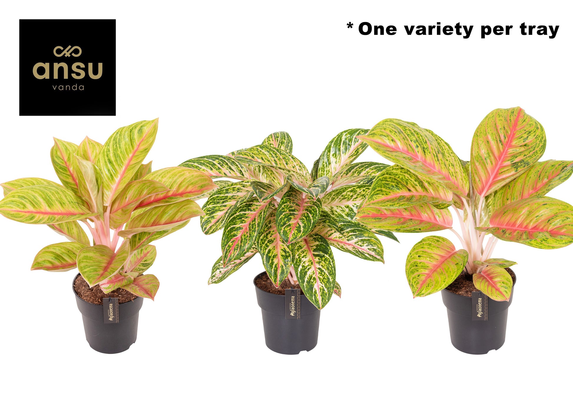 Aglaonema Hybrid 50cm 19cm Pot