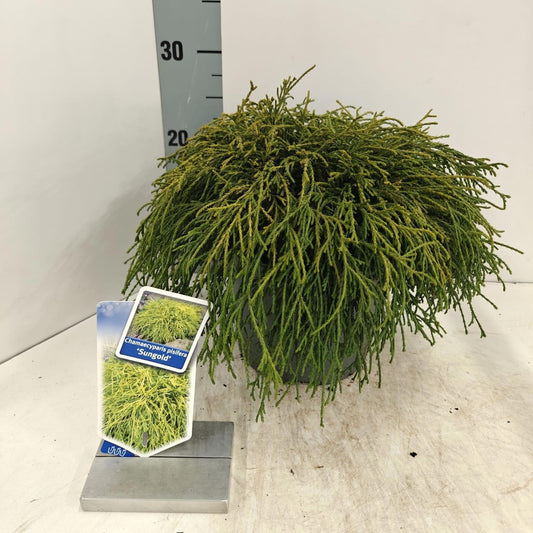 Chamaecyparis Sungold 30cm 19cm Pot