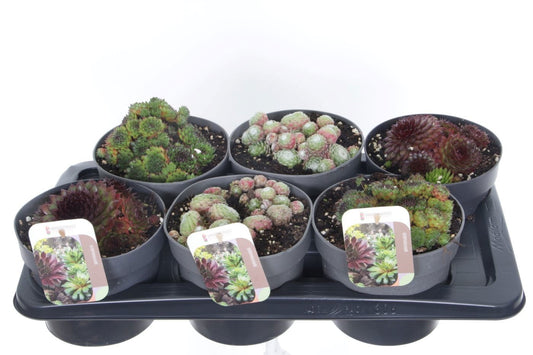 Sempervivum mix 15cm 17cm Pot