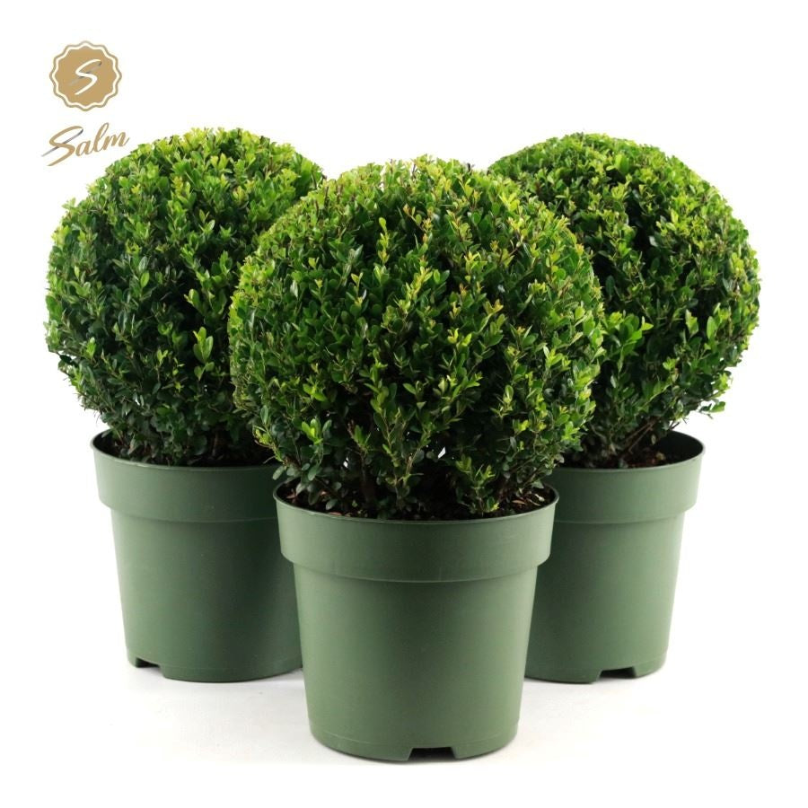 Ilex crenata Jenny ball 45cm 24cm Pot
