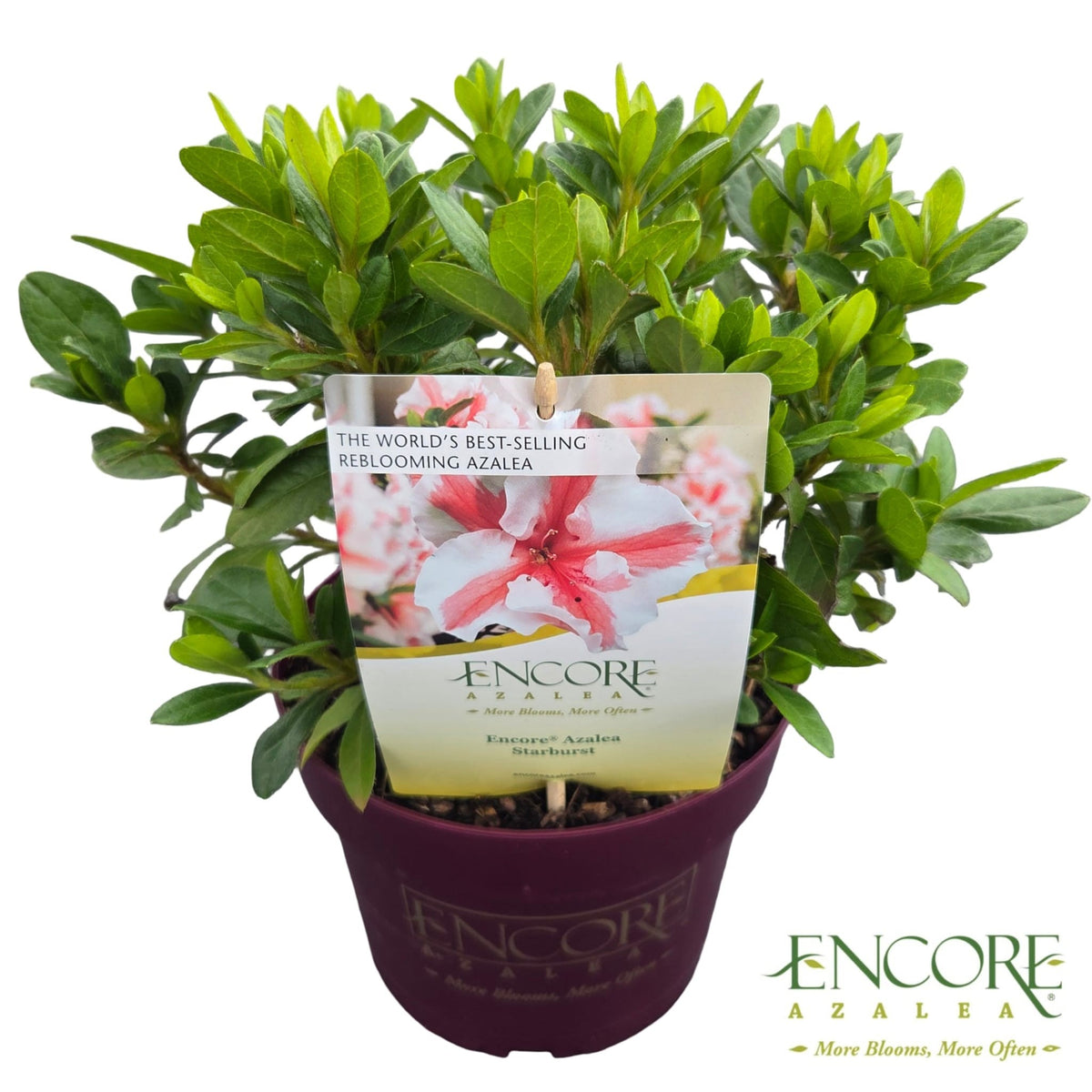 Rhododendron Encore Autumn Starburst 40cm 19cm Pot