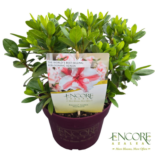 Rhododendron Encore Autumn Starburst 40cm 19cm Pot