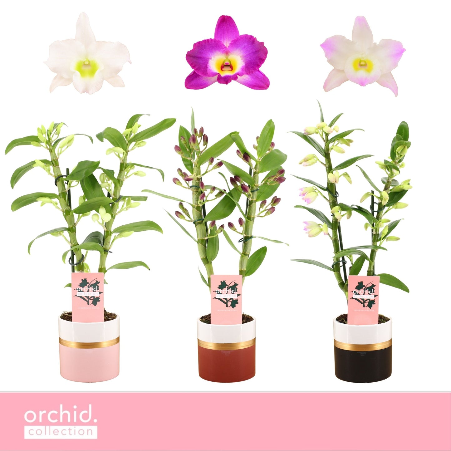 Dendrobium nobile mix 40cm 12cm Pot
