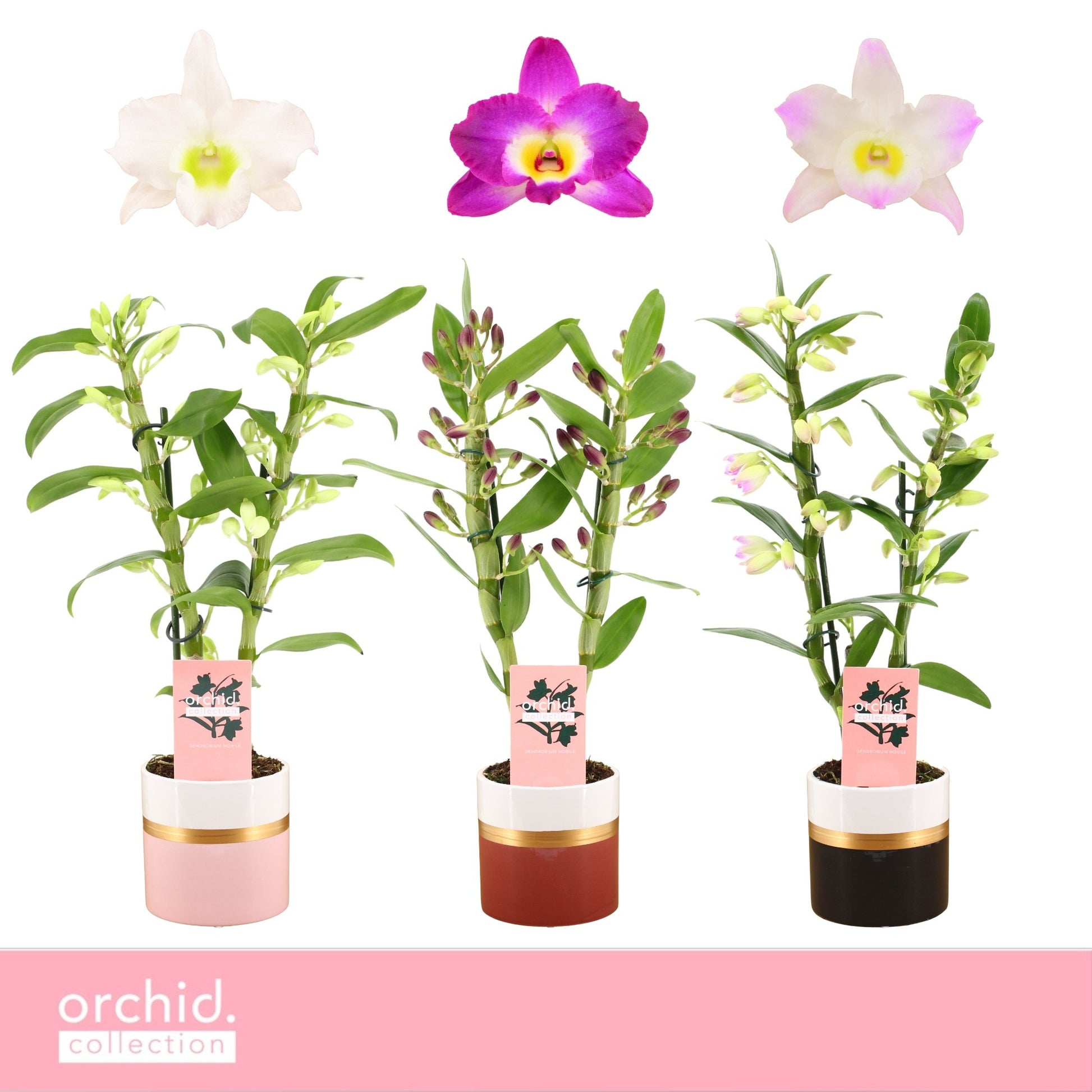 Dendrobium nobile mix 40cm 12cm Pot