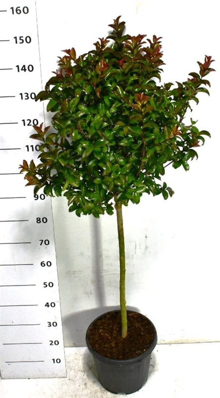 Lagerstroemia indica 160cm 32cm Pot