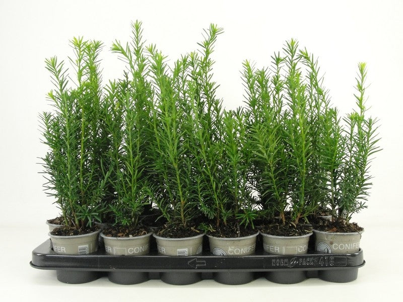 Taxus media Hicksii 15cm 9cm Pot
