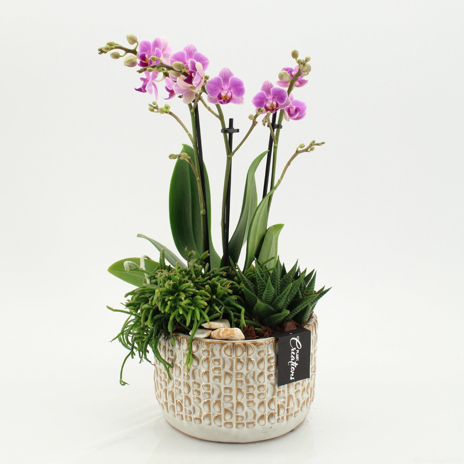 PHAL-2606RZ Phalaenopsis creatie 45cm 17cm Pot