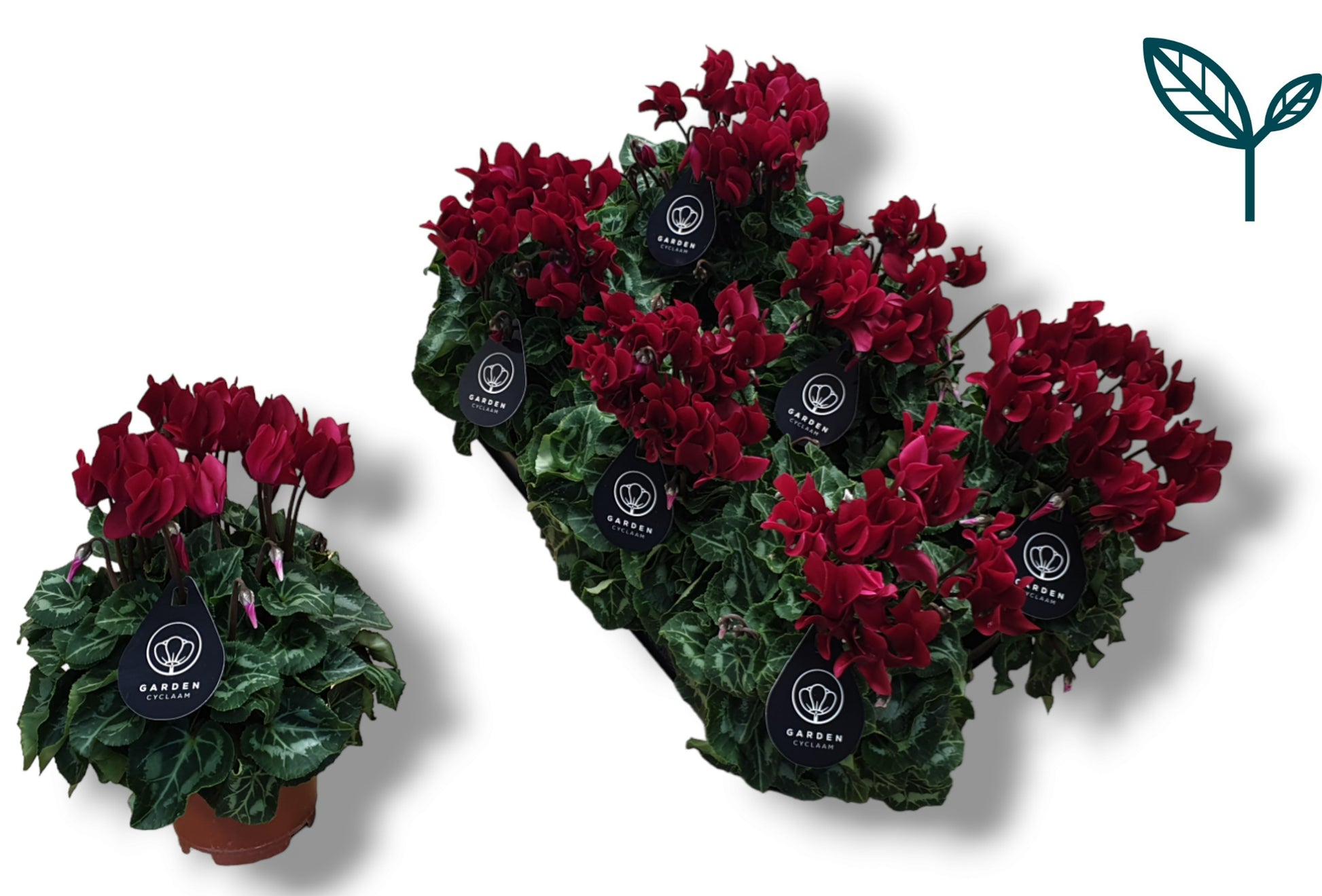 Cyclamen Garden wine red 25cm 510cm Pot