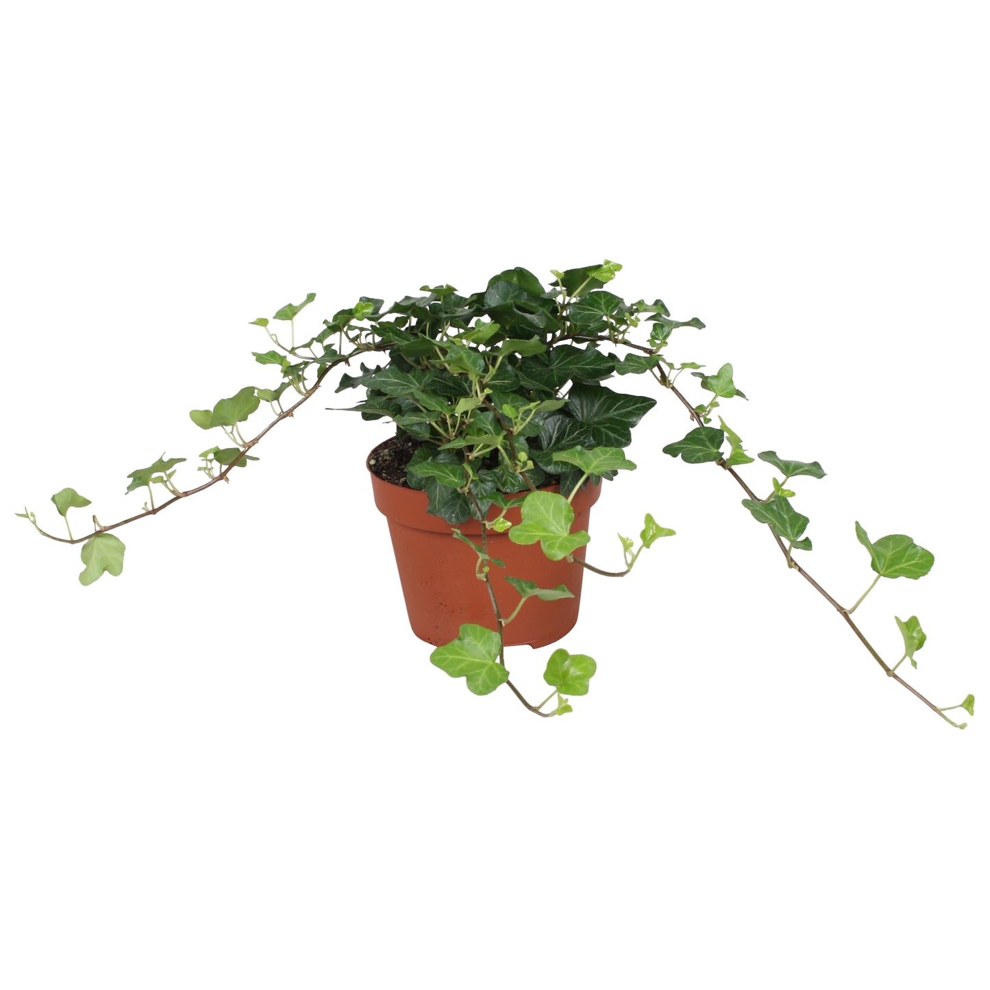 Vireo-Hedera plant BV Hedera helix Wonder Pack of 8