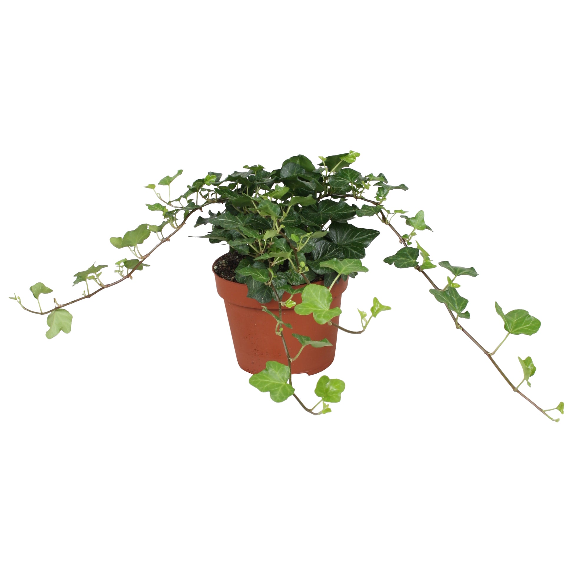 Vireo-Hedera plant BV Hedera helix Wonder Pack of 8
