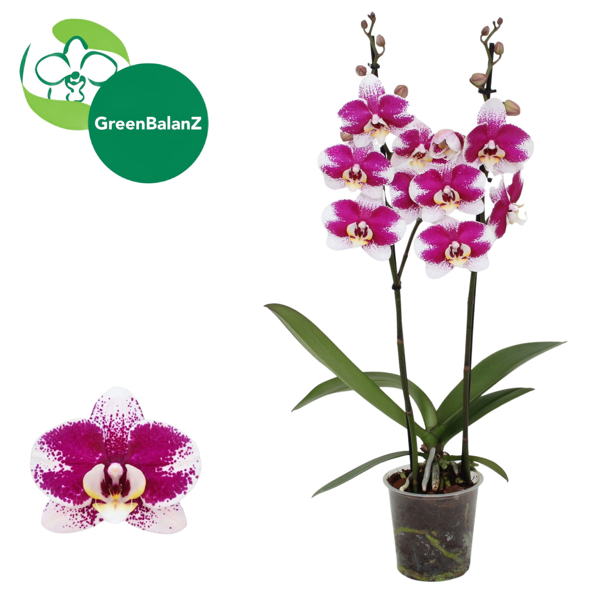 Phalaenopsis Barcelona 65cm 12cm Pot