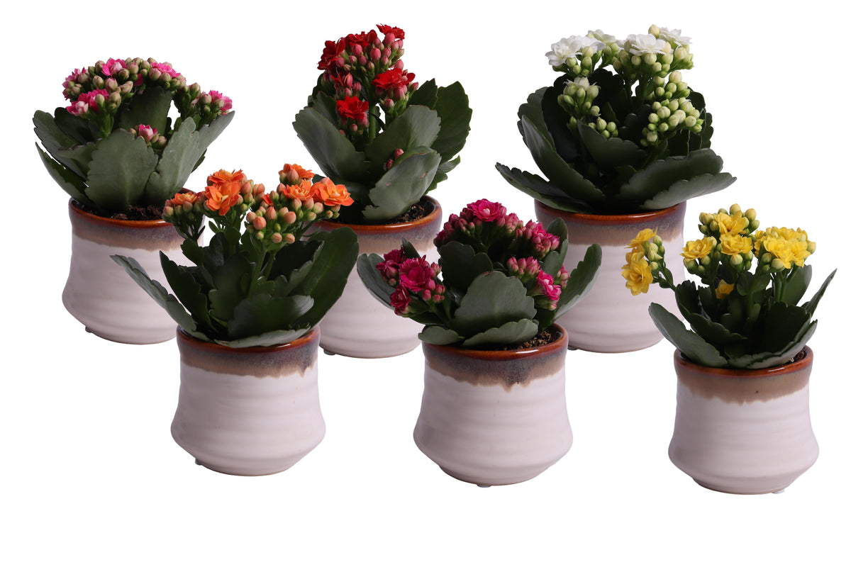 Kalanchoe Rosalina mix 15cm 6cm Pot