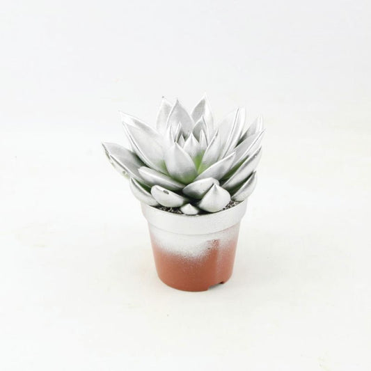Echeveria colored silver 11cm 8.5cm Pot