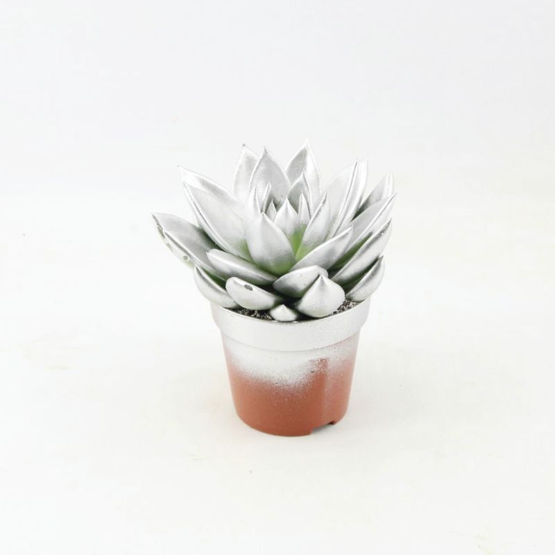 Echeveria colored silver 11cm 8.5cm Pot