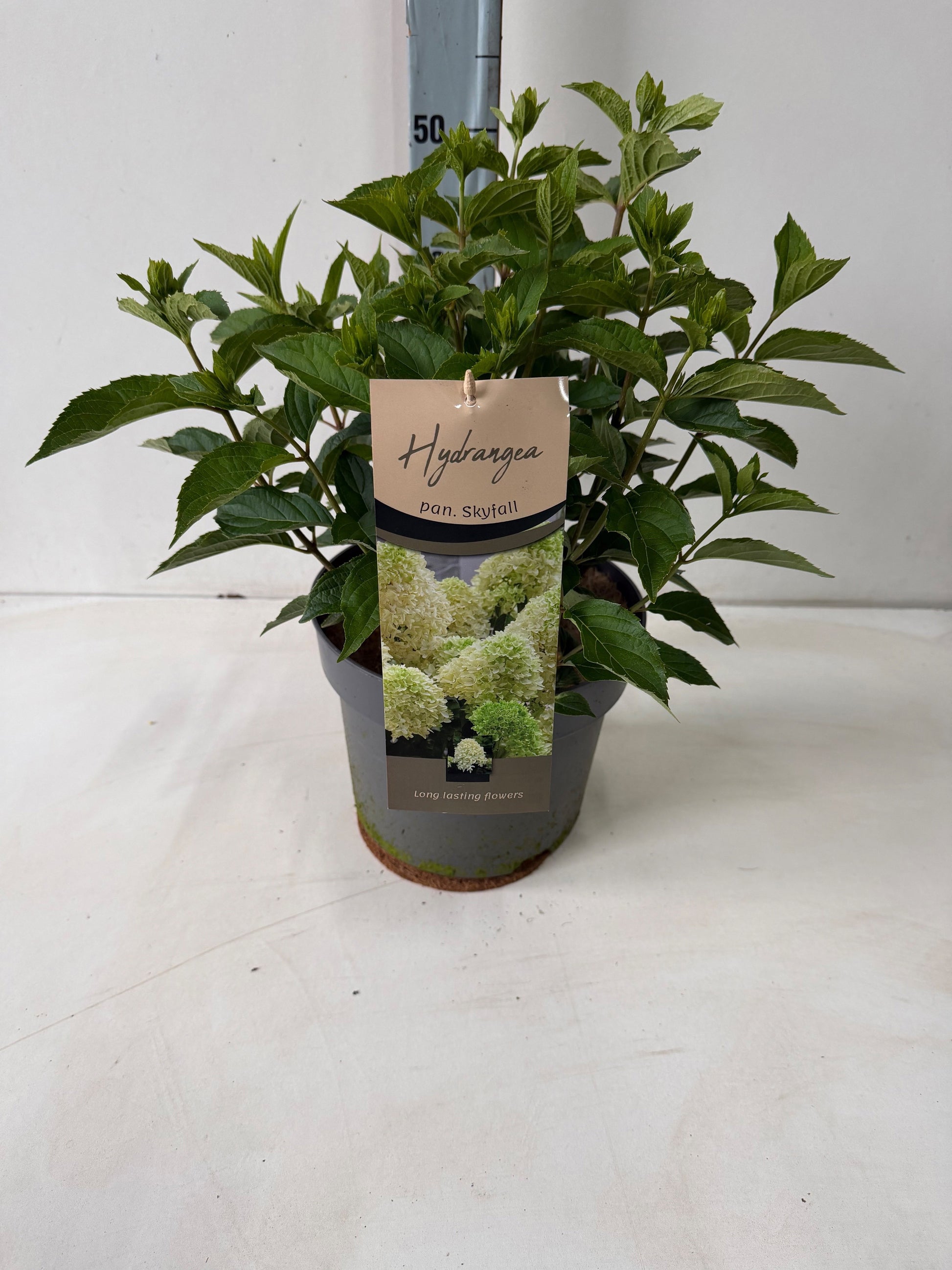 Hydrangea pan. Skyfall 60cm 26cm Pot