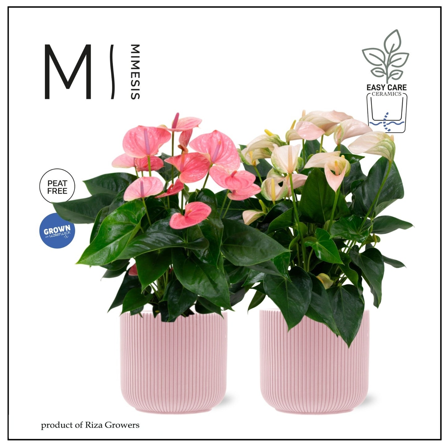 Riza Karma Plants Anthurium Joli Pack of 2