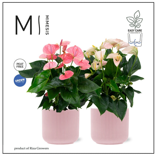 Riza Karma Plants Anthurium Joli Pack of 2