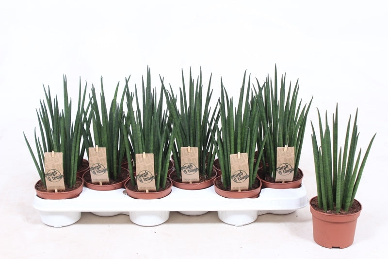 Sansevieria bacularis 30cm 510cm Pot