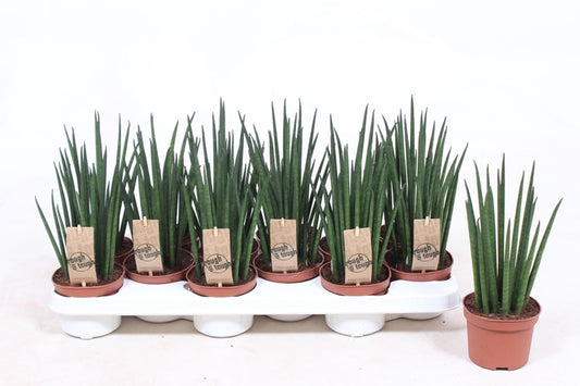 Sansevieria bacularis 30cm 510cm Pot