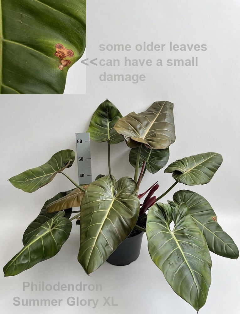 Philodendron scandens 70cm 19cm Pot