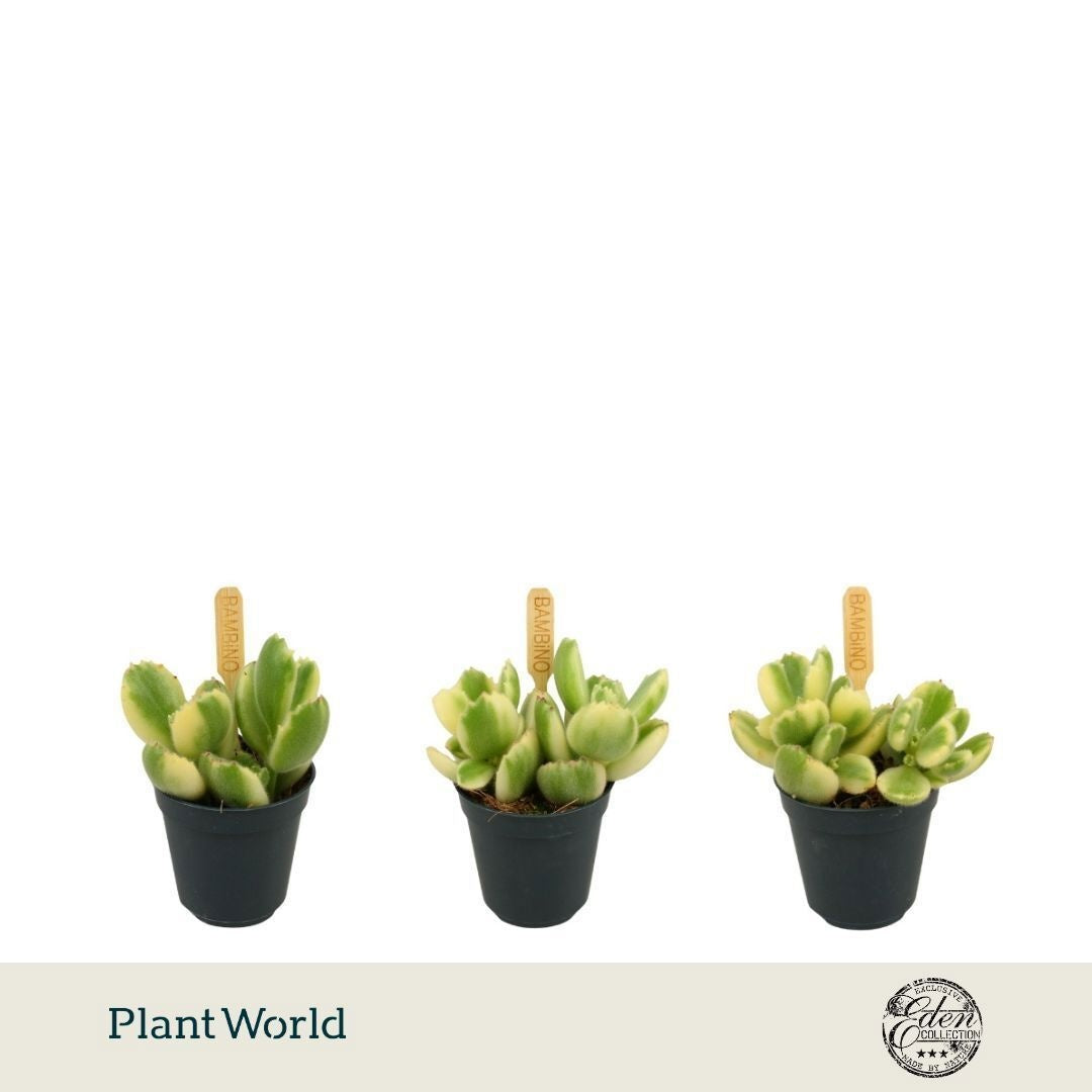 Cotyledon ladysmithiensis 10cm 5.5cm Pot
