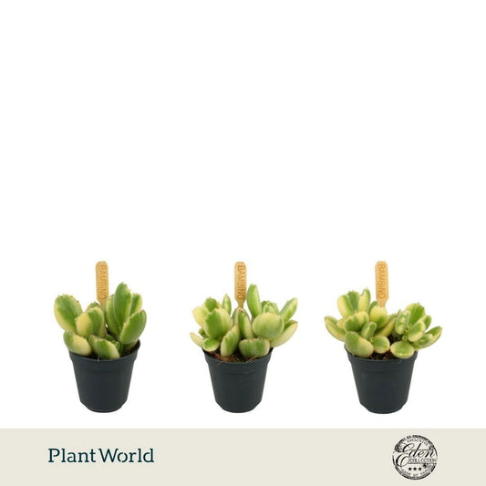 Cotyledon ladysmithiensis 10cm 5.5cm Pot