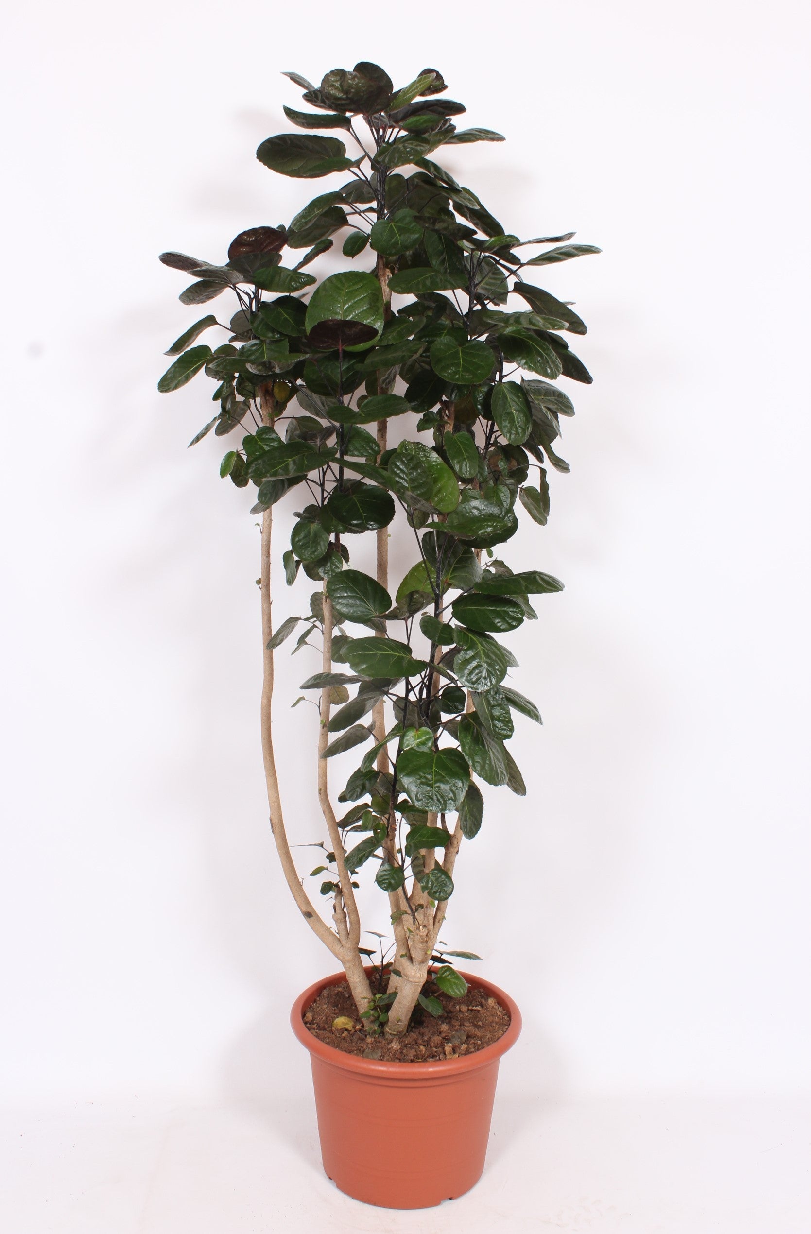 Polyscias Fabian 210cm 45cm Pot