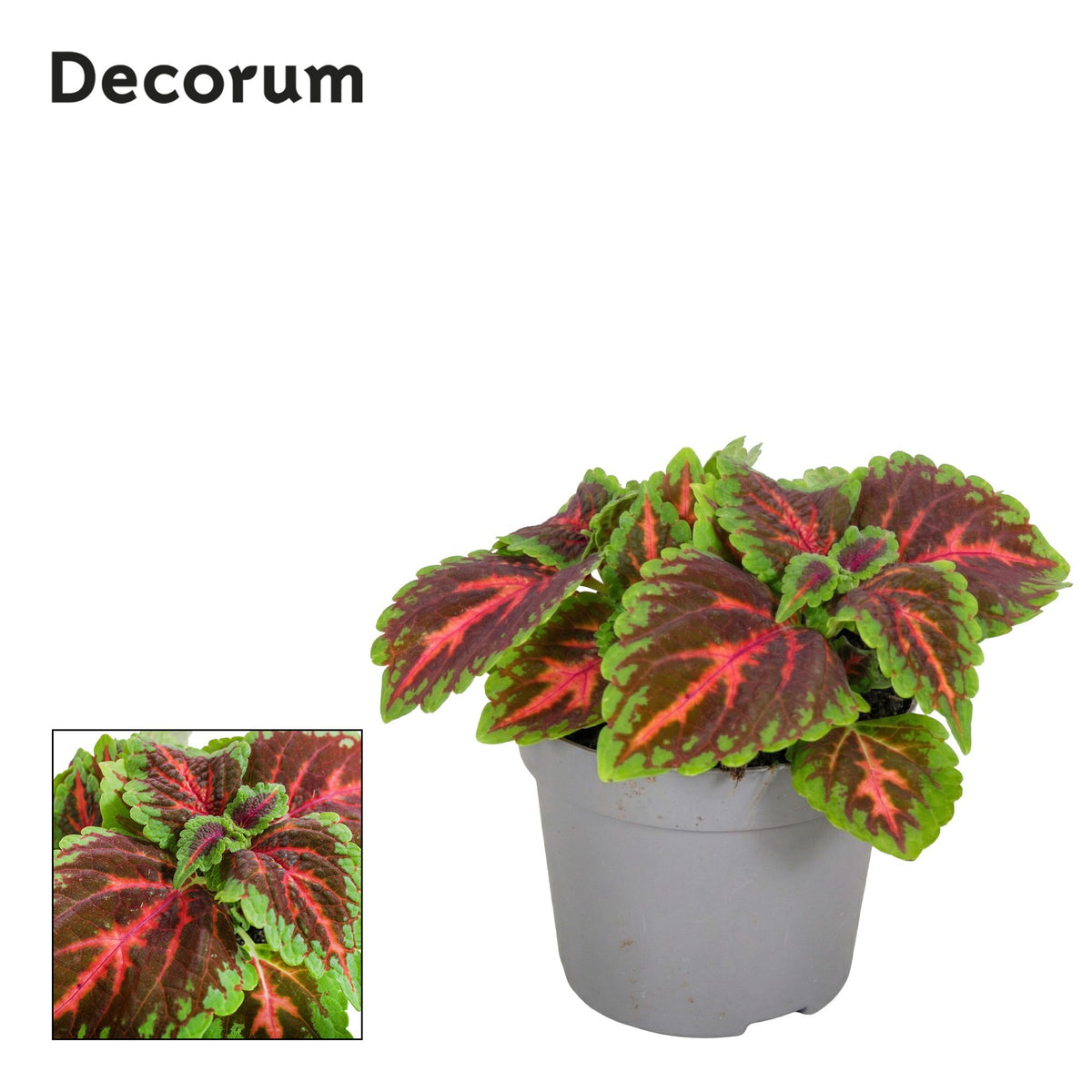 ColeusMain Street Franklin Street 20cm 13cm Pot