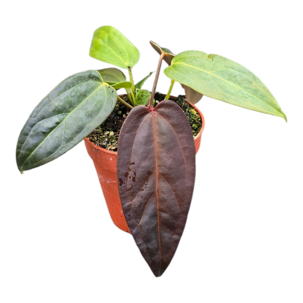 Anthurium andraeanum 20cm 9cm Pot