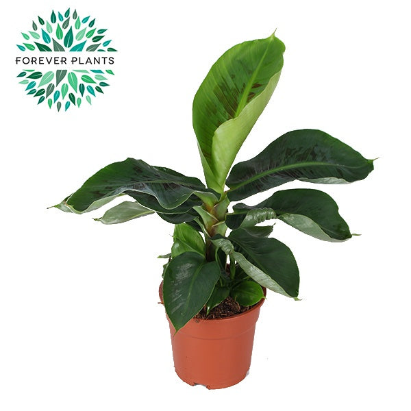 Musa Tropicana 50cm 17cm Pot