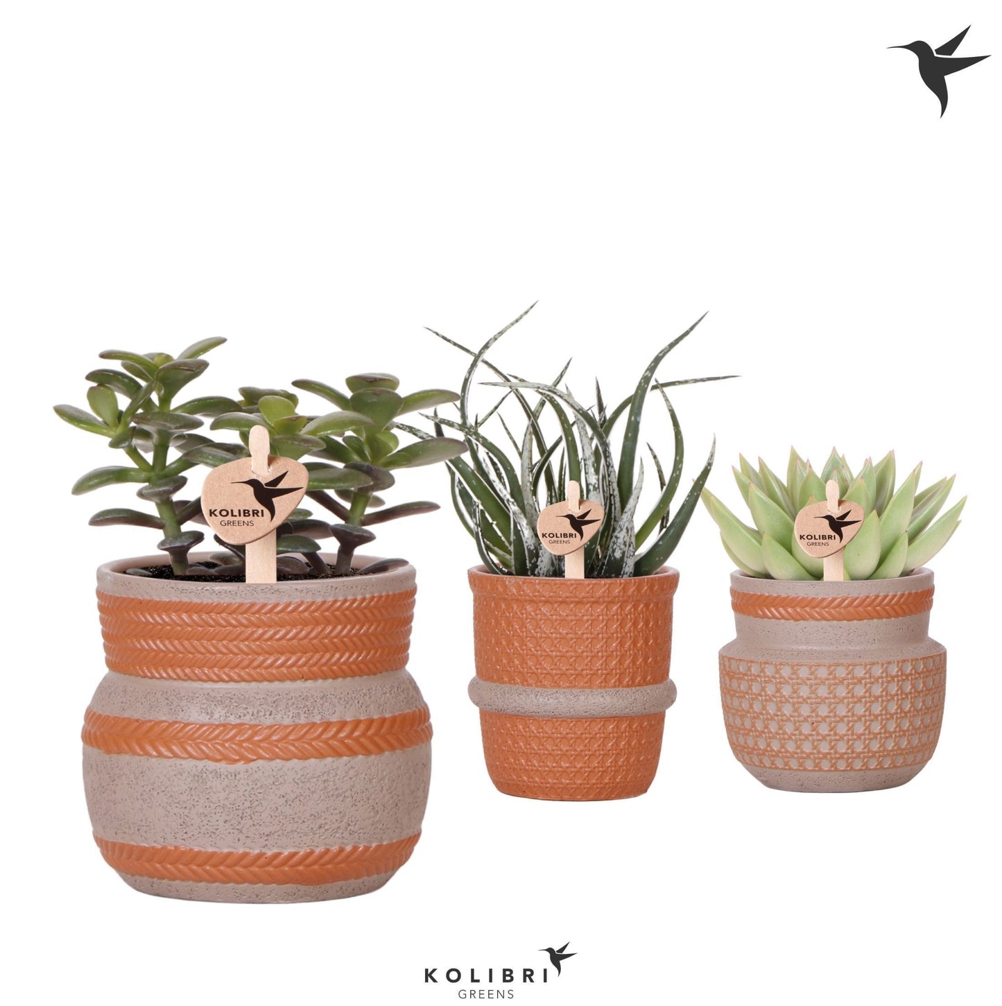 Kolibri Greens Succulents mix 20cm 9cm Pot