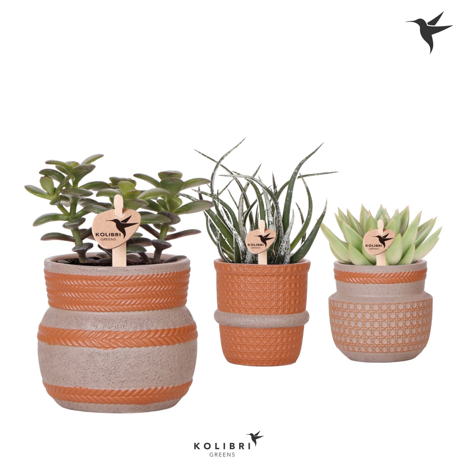 Kolibri Greens Succulents mix 20cm 9cm Pot