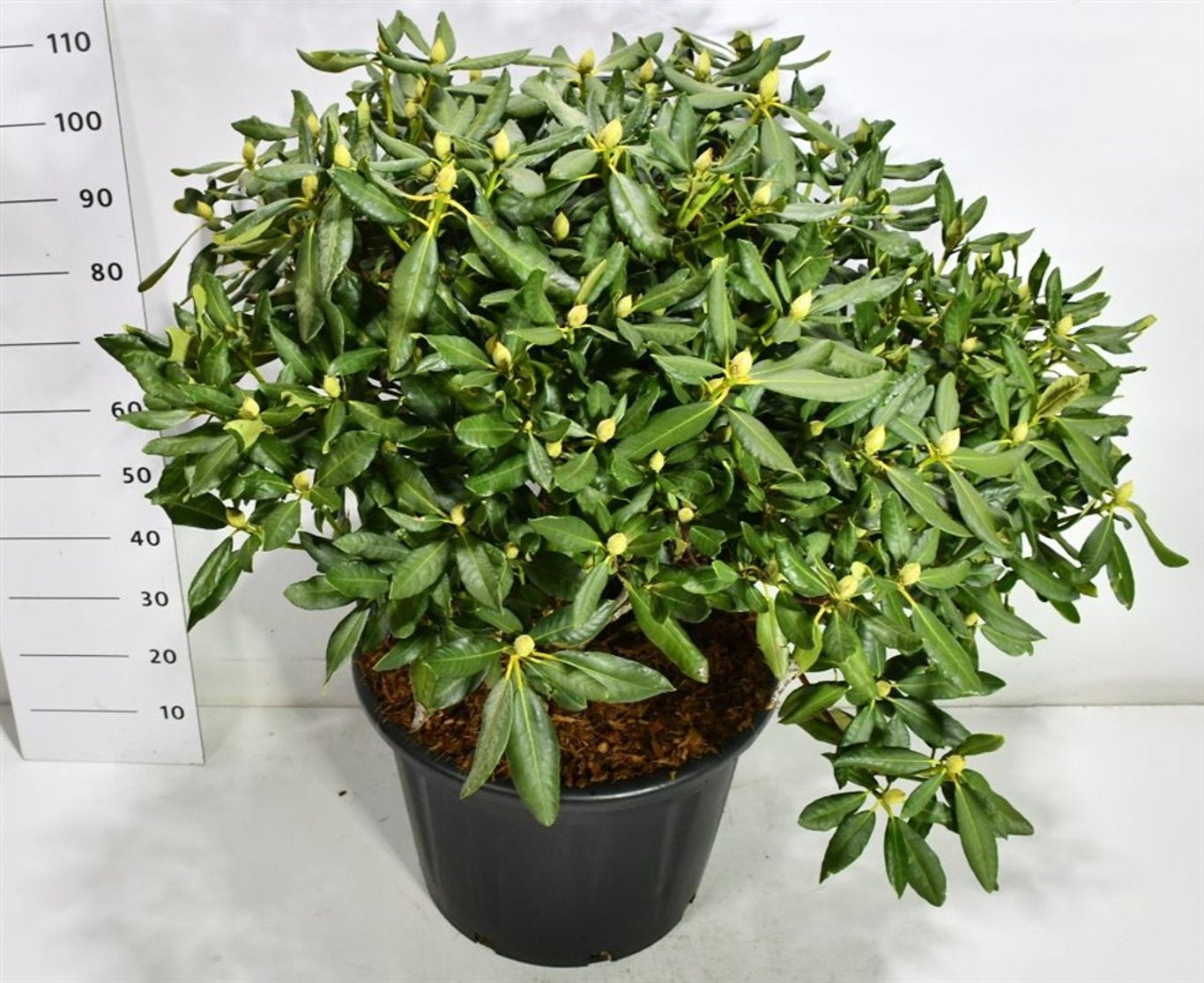 Rhododendron Nova Zembla 120cm 54cm Pot