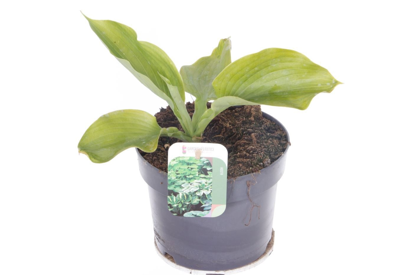 Hosta mix 40cm 17cm Pot