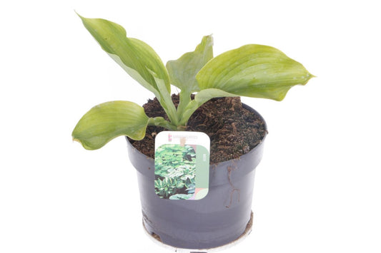 Hosta mix 40cm 17cm Pot