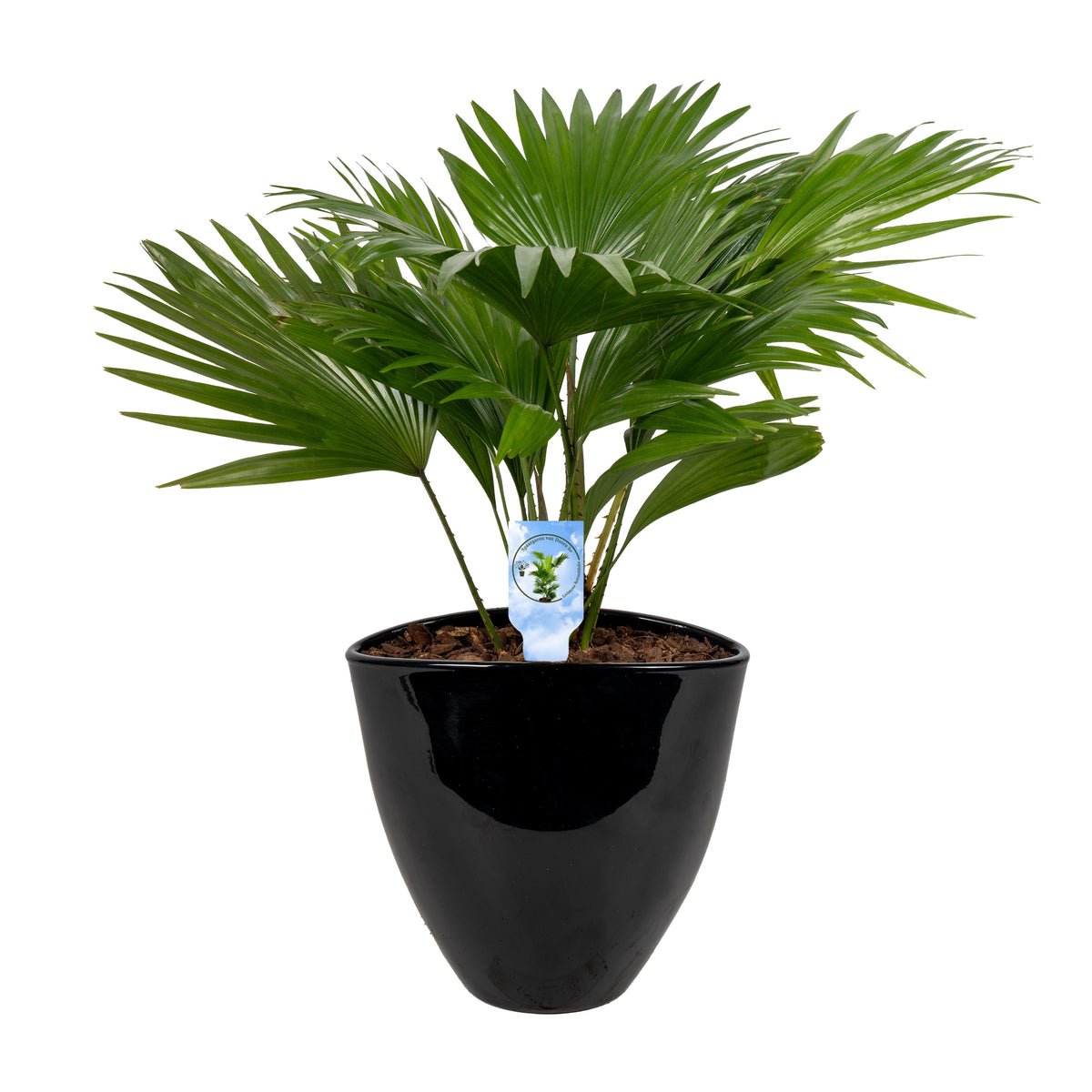 Livistona rotundifolia 55cm 22cm Pot