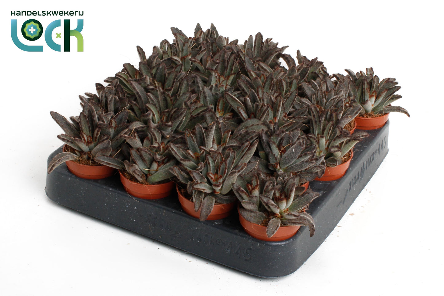 Kalanchoe tomentosa 10cm 5.5cm Pot