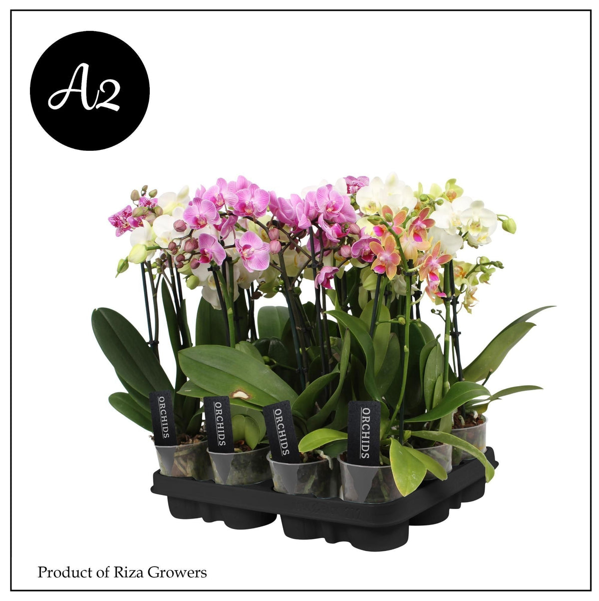Phalaenopsis mix 32cm 9cm Pot