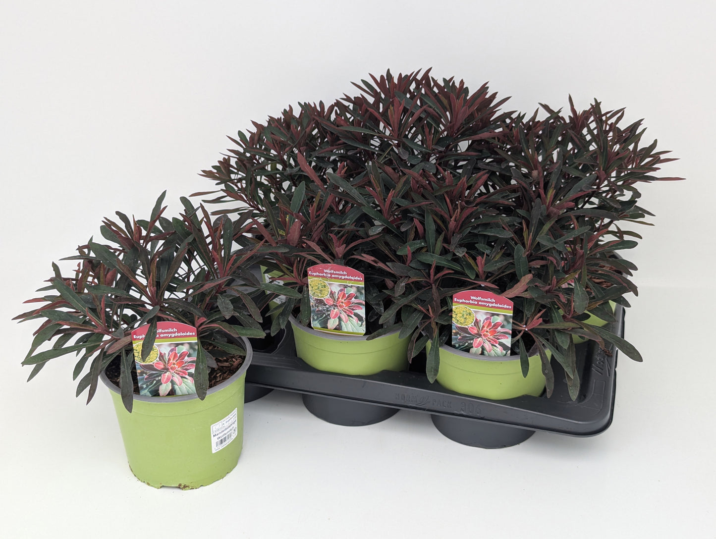 Euphorbia Miner's Merlot 32cm 17cm Pot