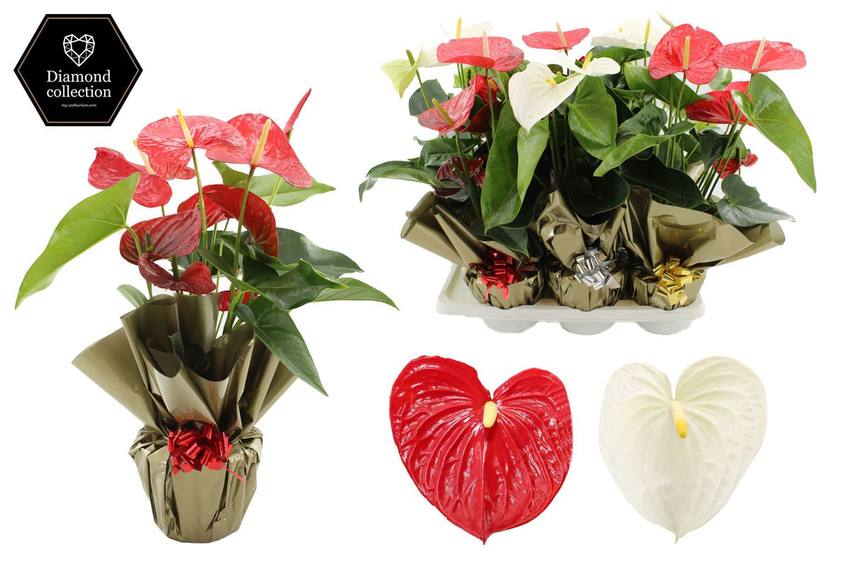 Anthurium mix 57cm 17cm Pot