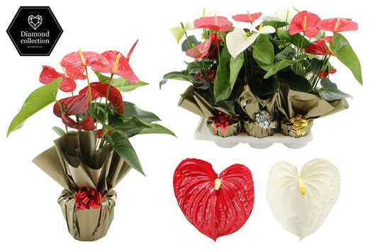 Anthurium mix 57cm 17cm Pot