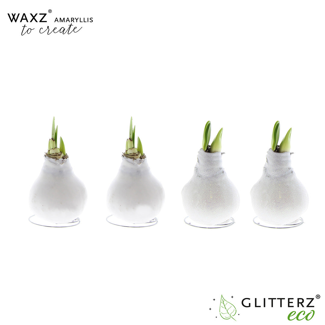 Hippeastrum Waxz to Create White 15cm 998cm Pot