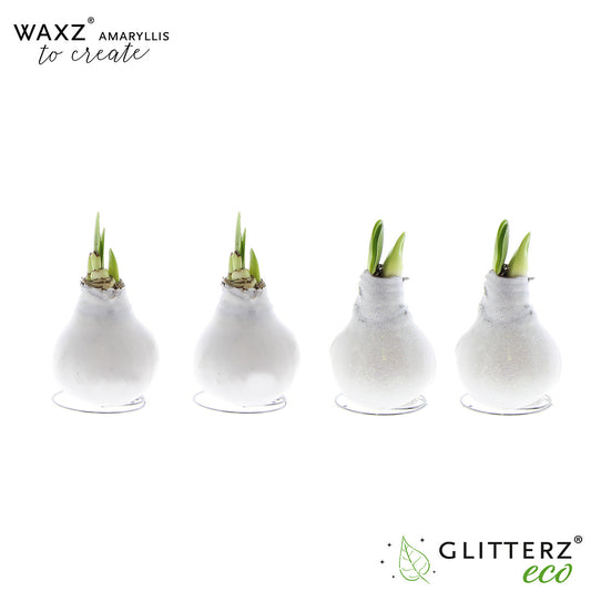 Hippeastrum Waxz to Create White 15cm 998cm Pot