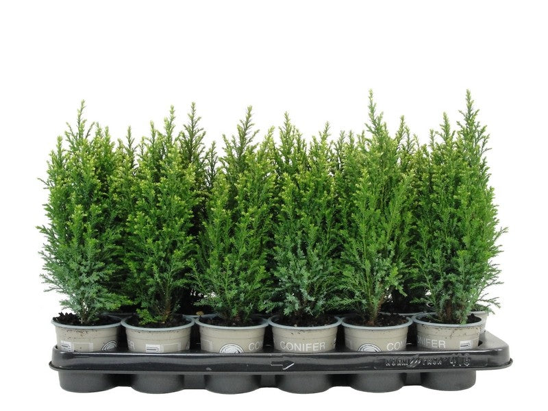 Chamaecyparis Snow White 20cm 9cm Pot