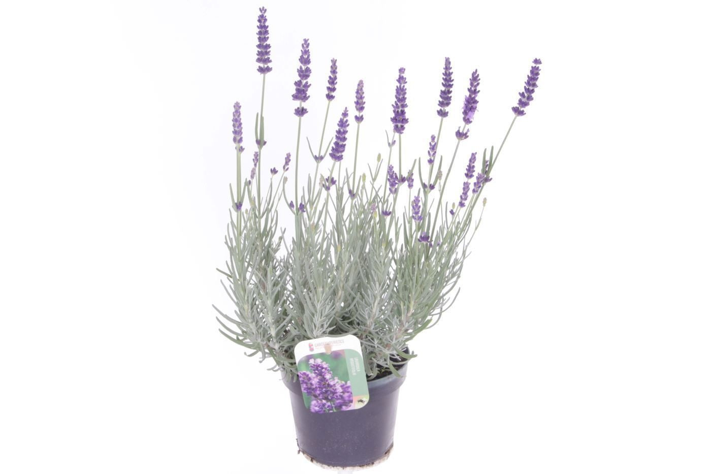 Lavandula ang. Havanna Dark 45cm 13cm Pot